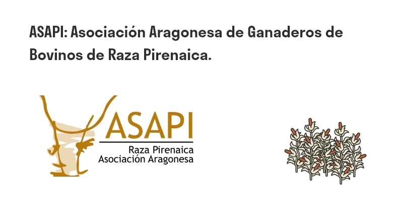 asapi